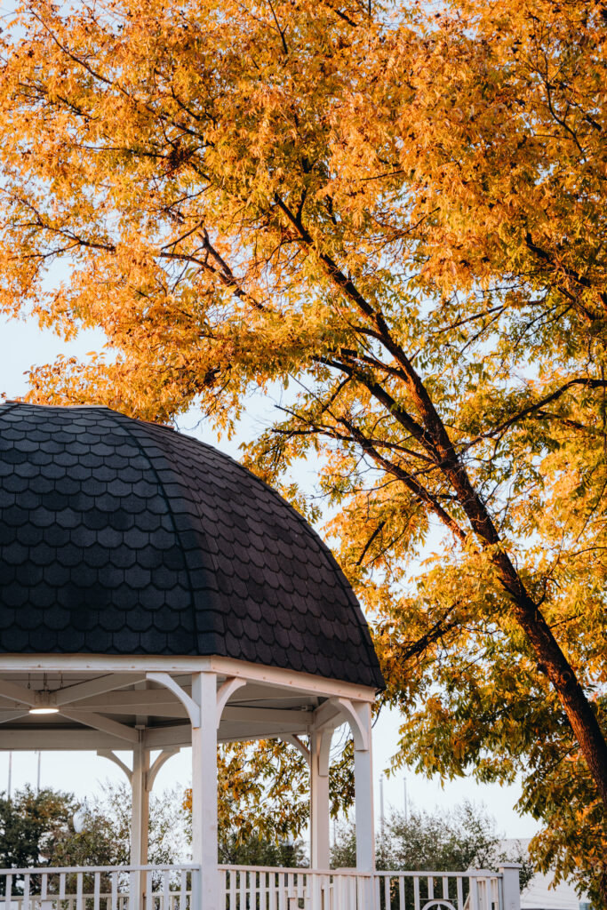Fall foliage